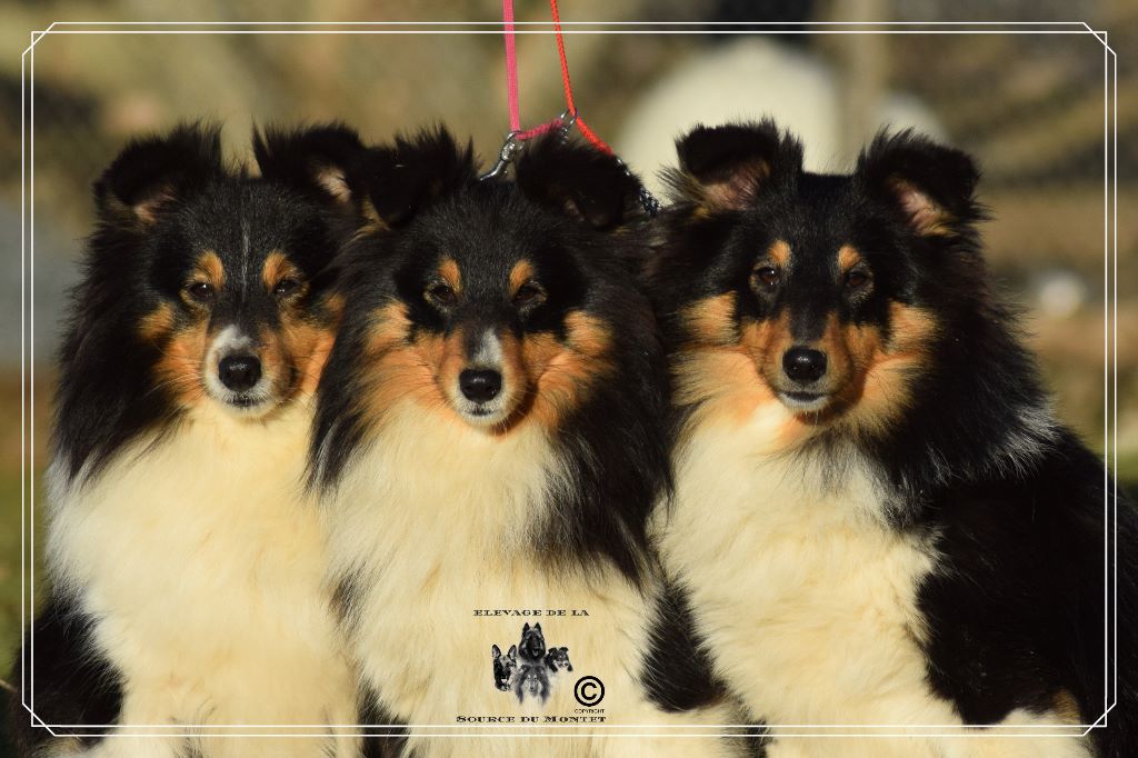 Accueil Elevage De La Source Du Montet Eleveur De Chiens