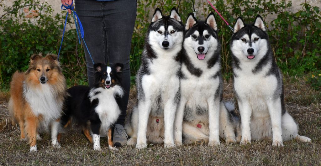 CH. Bad black is back legend of the spirit - 1er Excellent CACS