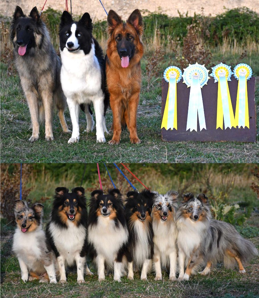 CH. Reaction eblouissante de la source du Montet - 1er Excellent CAC MEILLEUR FEMELLE (BOS)