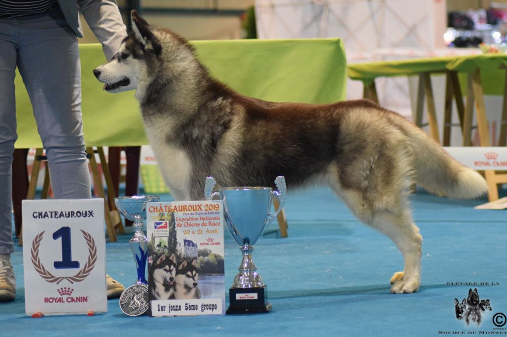 CH. Bad black is back legend of the spirit - 1er Excellent MEILLEUR JEUNE MEILLEURE DE RACE SEXE OPPOSE ET BOG J 5