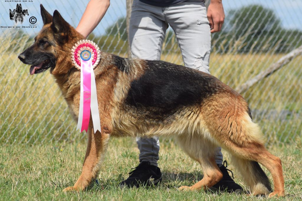 Guess de la source du Montet - 1er Excellent RCACS RCACIB
