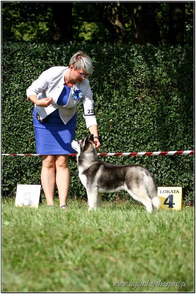 CH. Bad black is back legend of the spirit - Best Minor Puppy in Breed