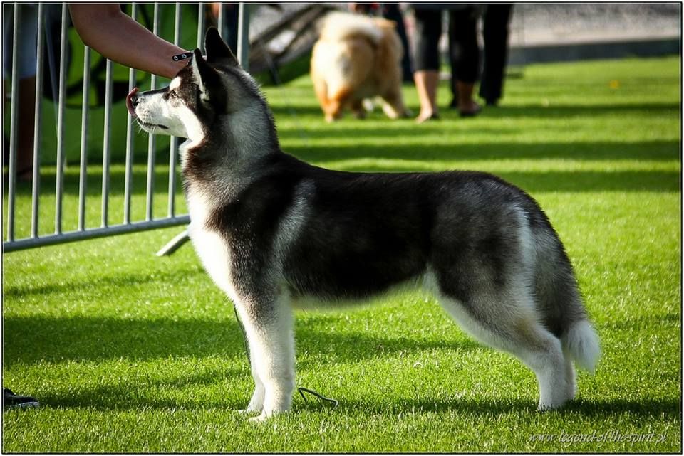 CH. Bad black is back legend of the spirit - Best Minor Puppy in Breed & IV Best in Show Minor Puppy