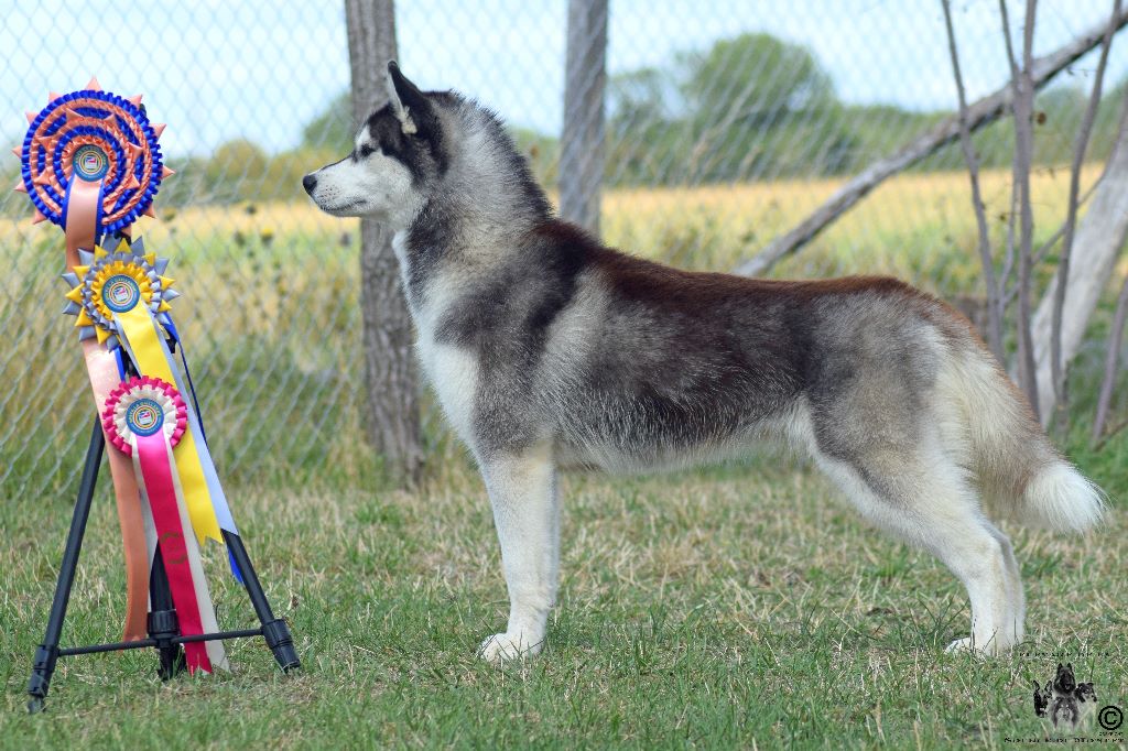 CH. Bad black is back legend of the spirit - 1er excellent, Meilleur Jeune, Meilleur de groupe 5, 2eme Jeune de l'exposition.