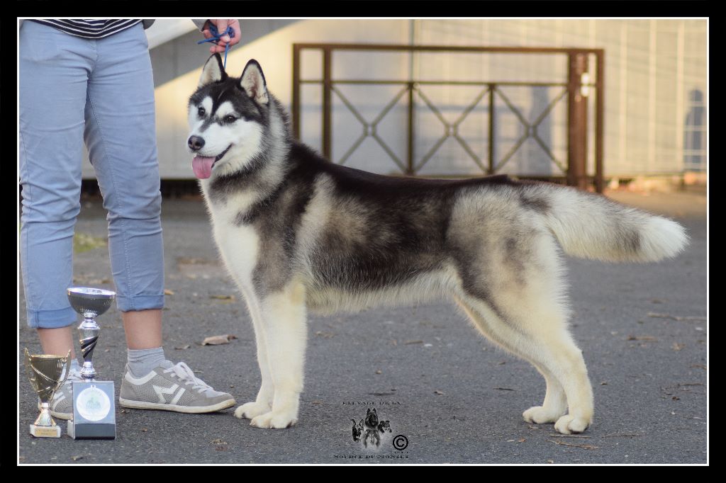 CH. Bad black is back legend of the spirit - 1er Excellent Meilleur Jeune 3eme Jeune du Groupe 5