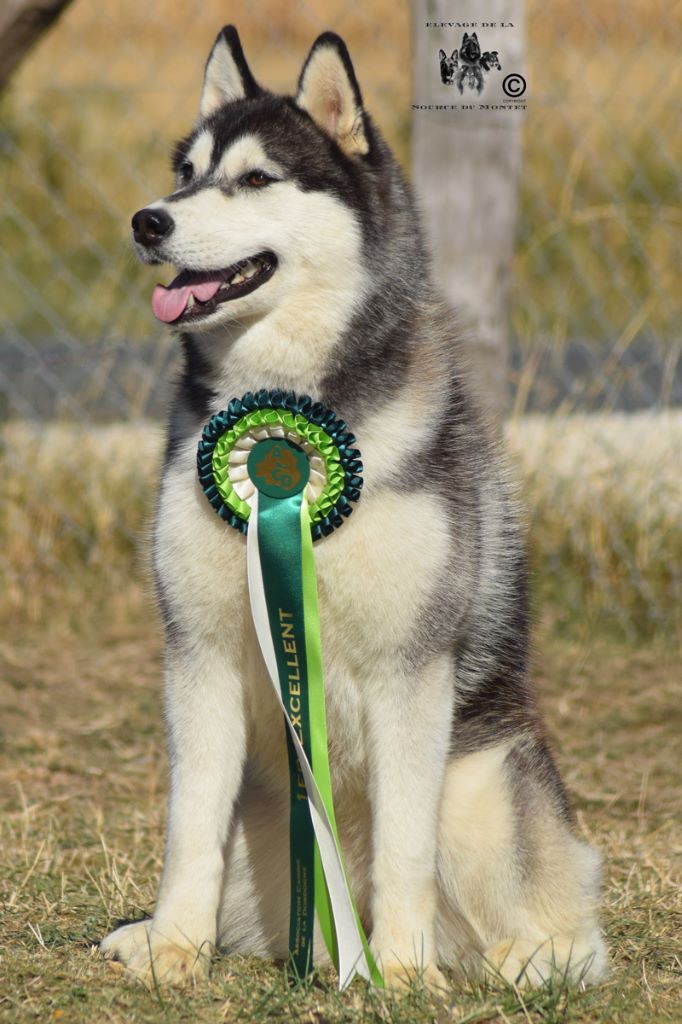 CH. Bad black is back legend of the spirit - 1er Excellent Meilleur Jeune