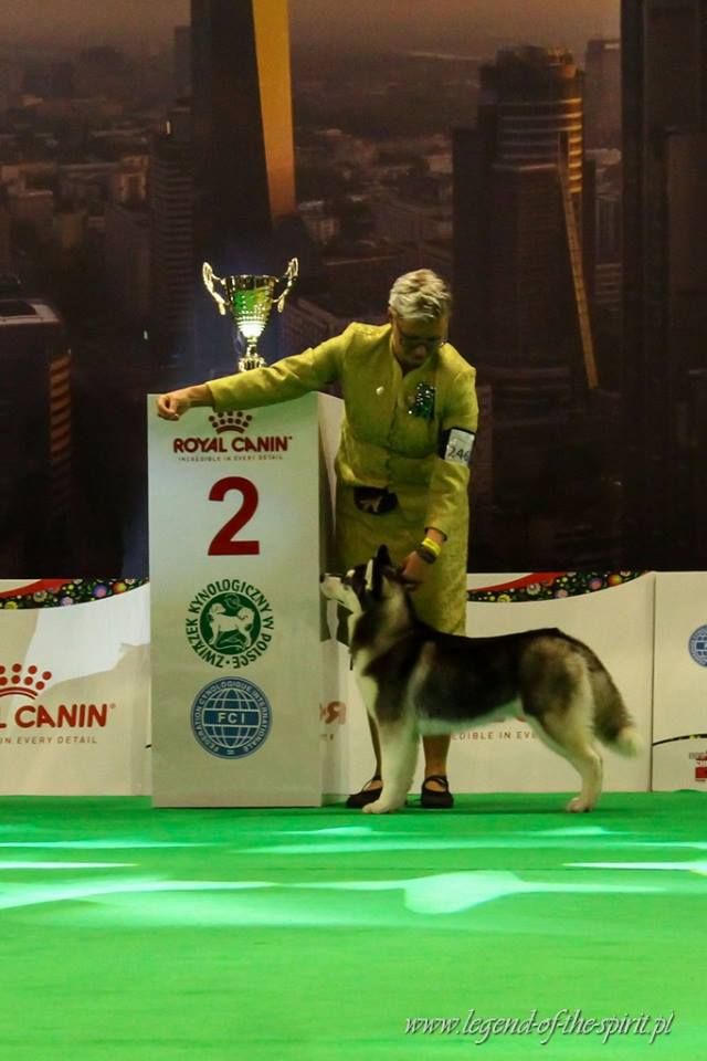 CH. Bad black is back legend of the spirit - Vp.I, Best Minor Puppy Female, Best Minor Puppy in Breed &Res. Best in Show Mino