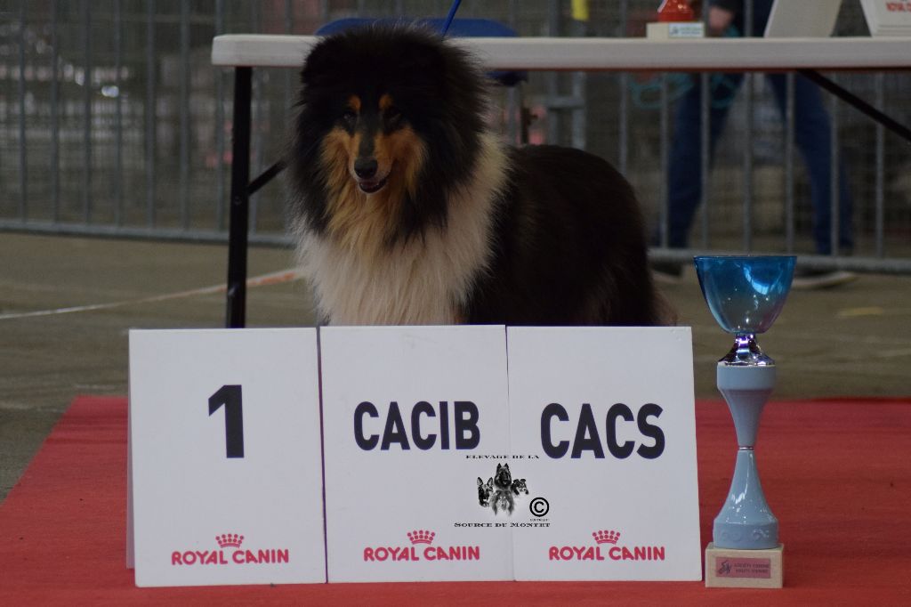 Jolie journée de la source du Montet - 1 Excellent CACS CACIB Meilleur de Race Sexe Opposé