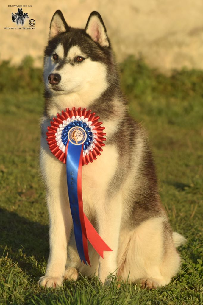 CH. Bad black is back legend of the spirit - 1er Excellent CACS Meilleur de race sexe opposé