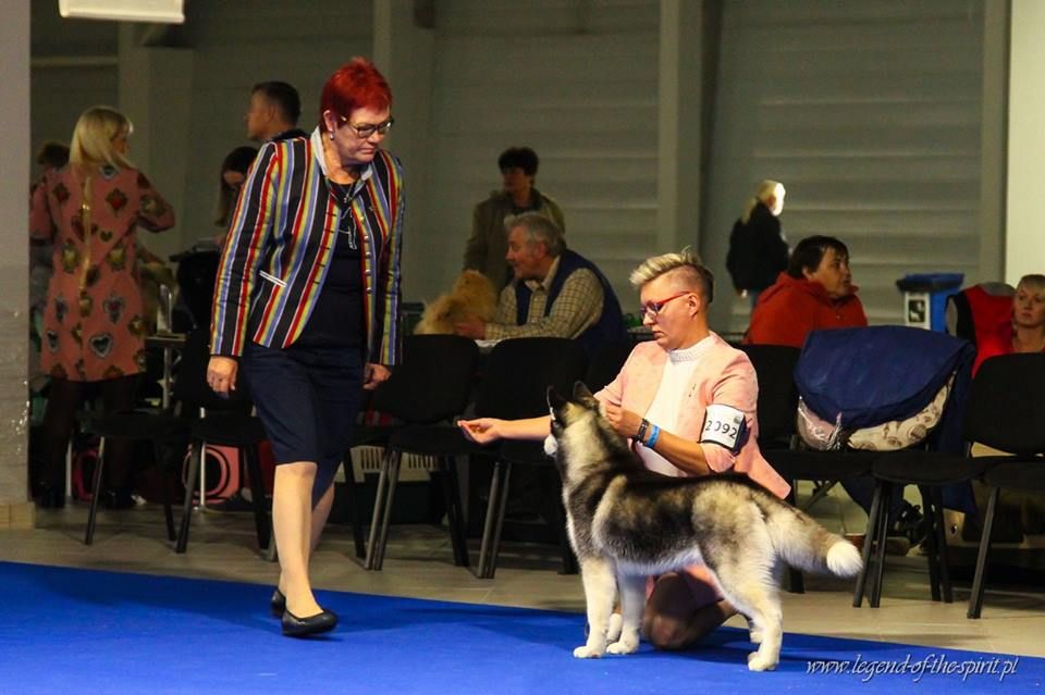 CH. Bad black is back legend of the spirit - II VP