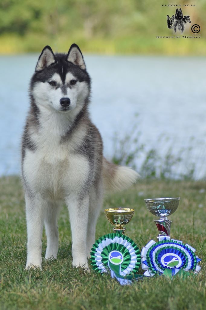 CH. Bad black is back legend of the spirit - 1er Excellent Meilleur Jeune Meilleur de race Sexe opposé 2eme jeune du groupe 5