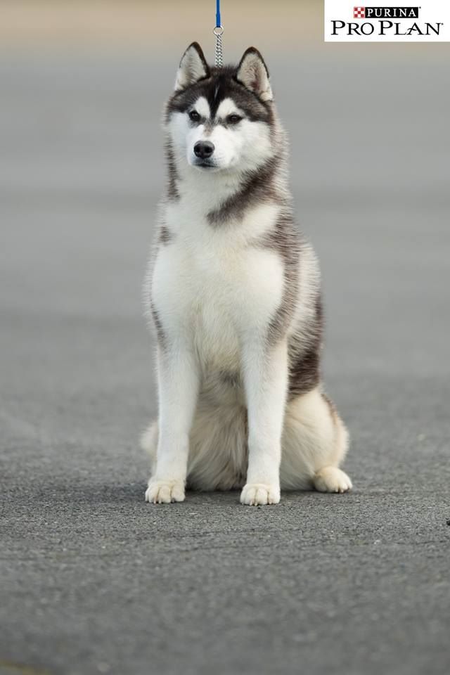 CH. Bad black is back legend of the spirit - 3eme Excellent