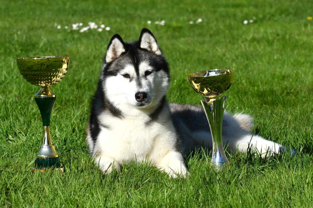 CH. Bad black is back legend of the spirit - 1er Excellent CAC CACIB MEILLEUR FEMELLE (BOS)