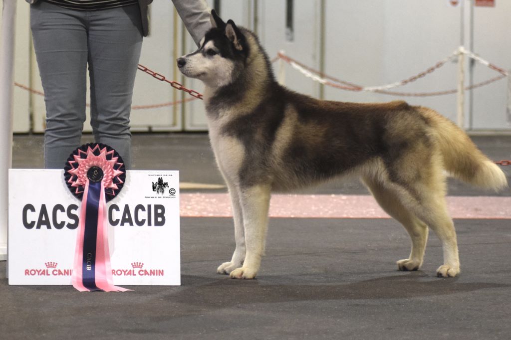 CH. Bad black is back legend of the spirit - 1er EXCELLENT CACS CACIB MEILLEUR DE RACE