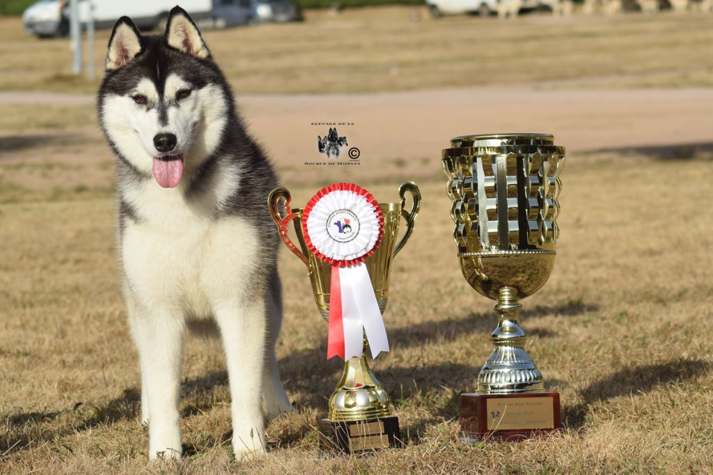 CH. Bad black is back legend of the spirit - 1er Excellent Meilleur Jeune Meilleur de race
