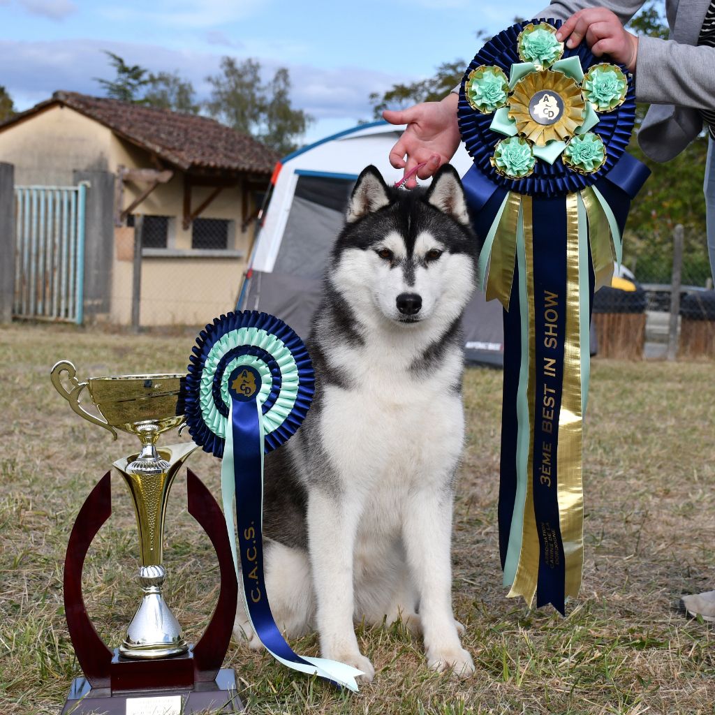 CH. Bad black is back legend of the spirit - 1er Excellent CACS MEILLEUR DE RACE MEILLEUR DE GROUPE 3EME DE L'EXPOSITION