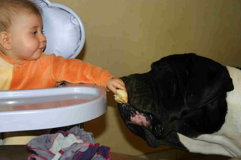 Aggamemnon De fortuna majeur