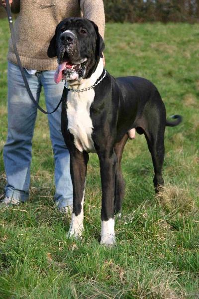 Aggamemnon De fortuna majeur