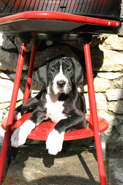 Aggamemnon De fortuna majeur