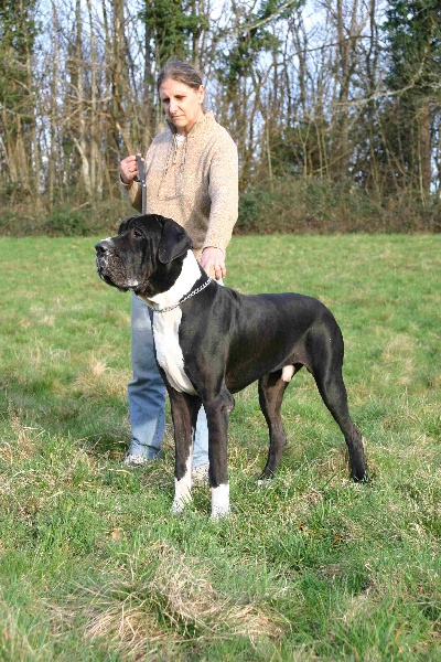 Aggamemnon De fortuna majeur