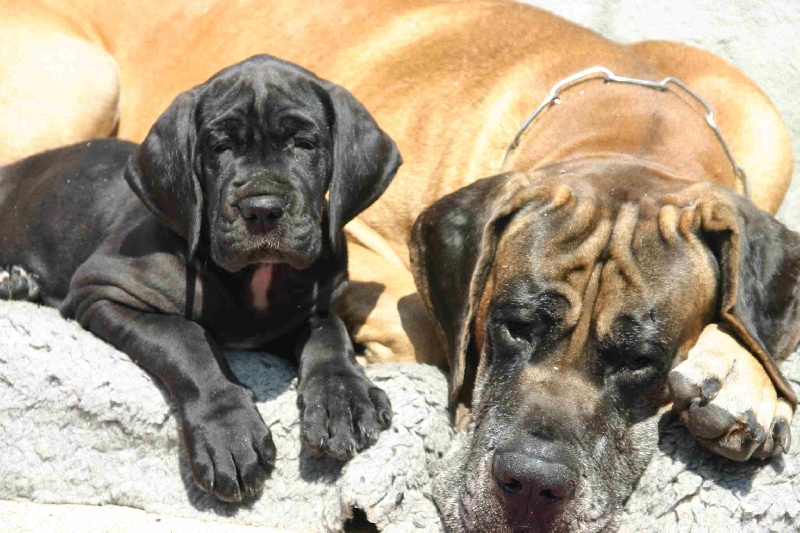 Aggamemnon De fortuna majeur