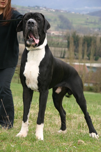 Aggamemnon De fortuna majeur