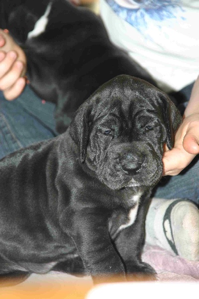 Aggamemnon De fortuna majeur