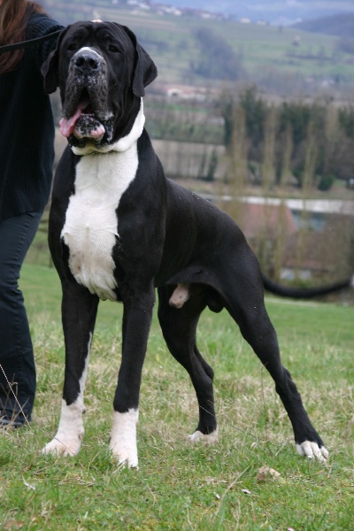 Aggamemnon De fortuna majeur