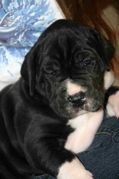 Aggamemnon De fortuna majeur