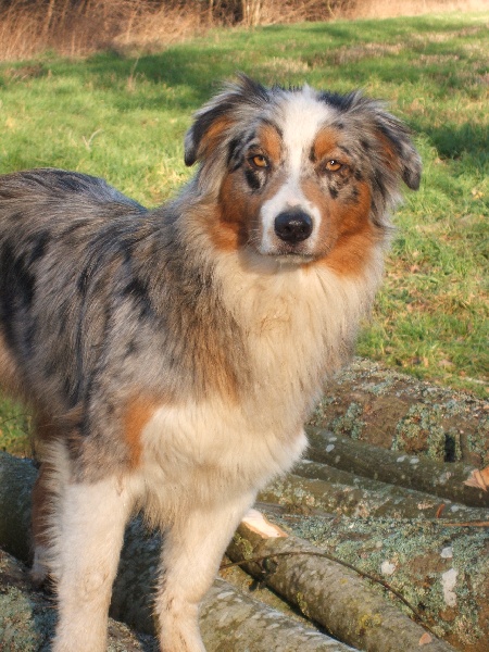 Publication : des Ancêtres Sauvages Auteur : Julie Moal