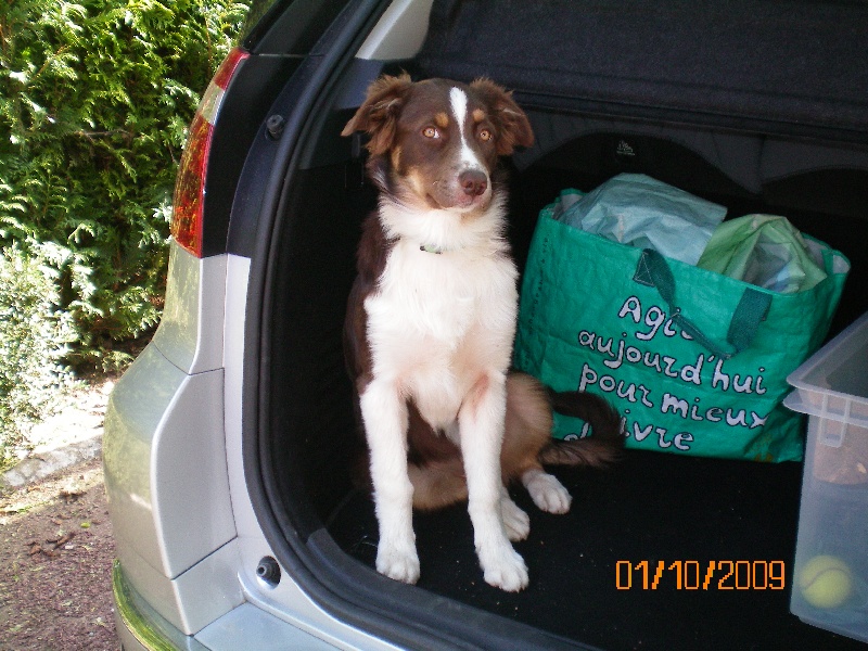 ELKA DES ANCETRES SAUVAGES