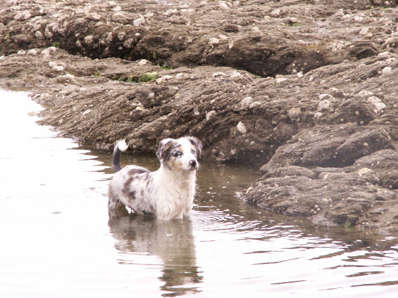 EAUSTRALE BLUE DES ANCETRES SAUVAGES