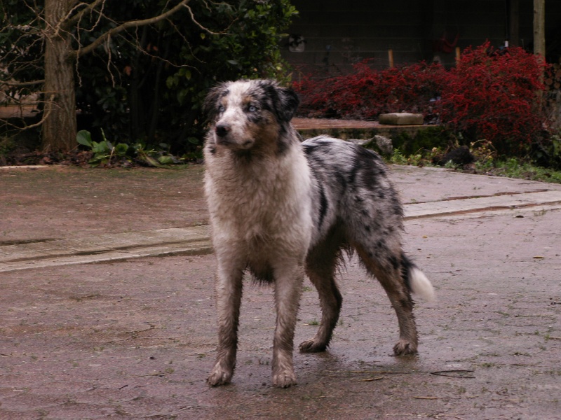 EAUSTRALE BLUE DES ANCETRES SAUVAGES