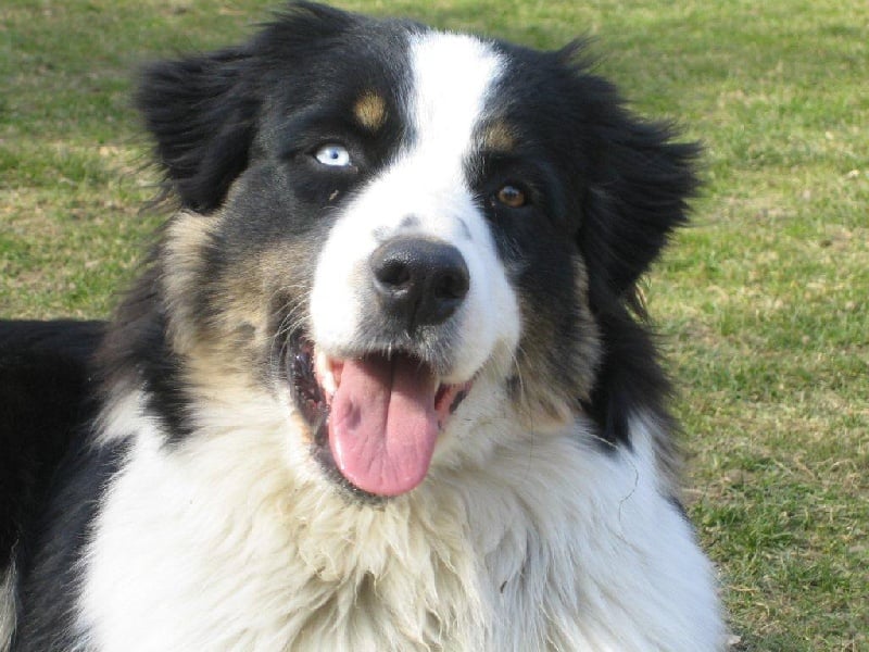 ENNEMY NUMBER ONE DES ANCETRES SAUVAGES