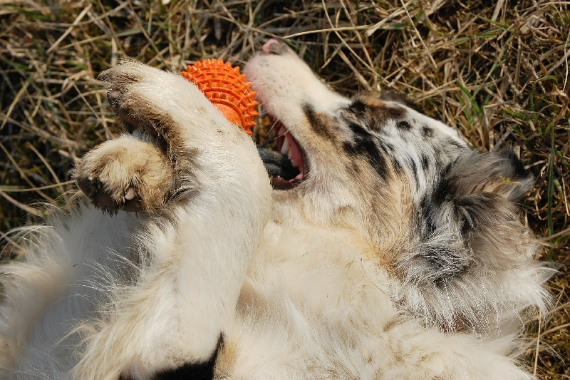 ESPRIT REBELLE DES ANCETRES SAUVAGES