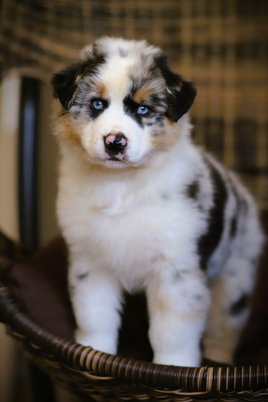 BAILEY