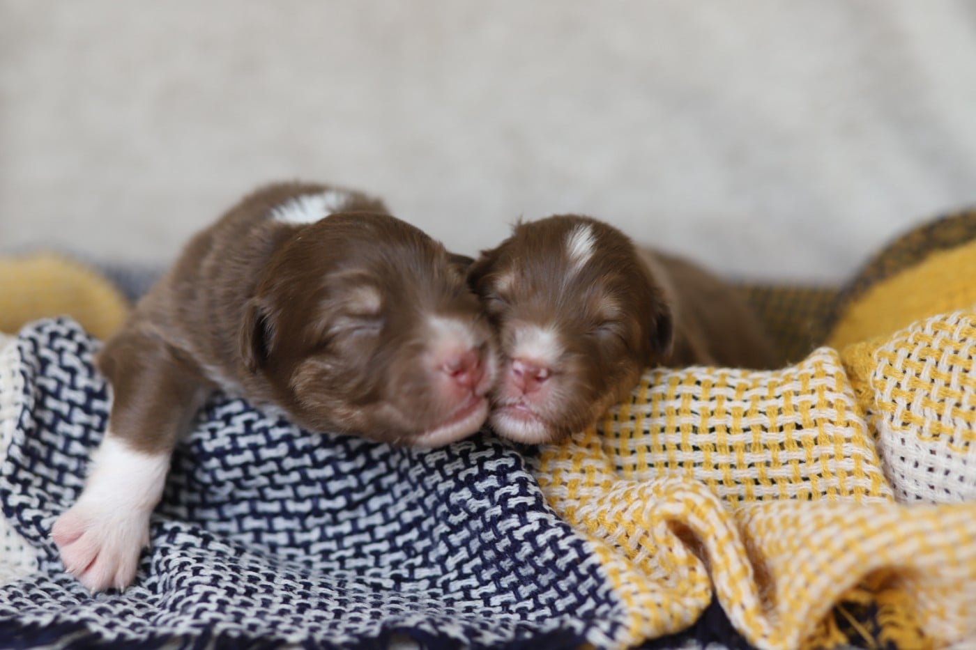 Chiot N°1