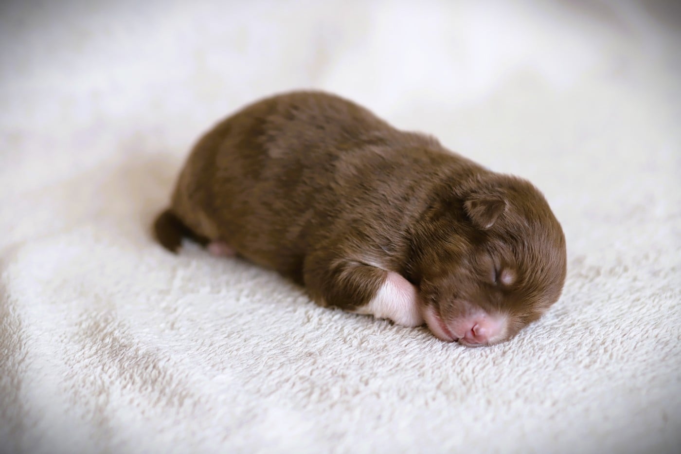 Chiot N°1