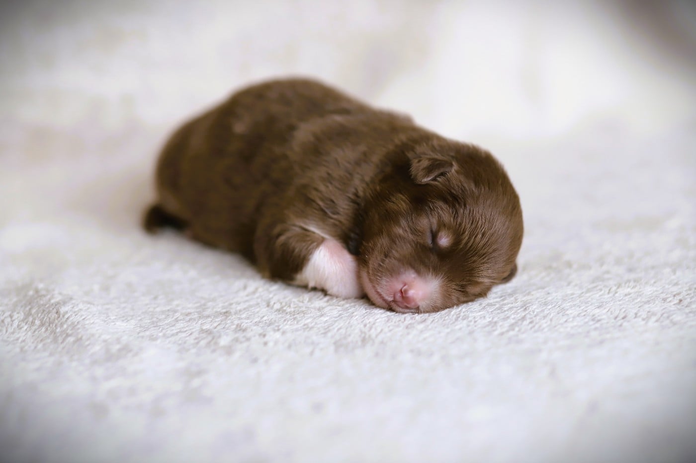 Chiot N°1