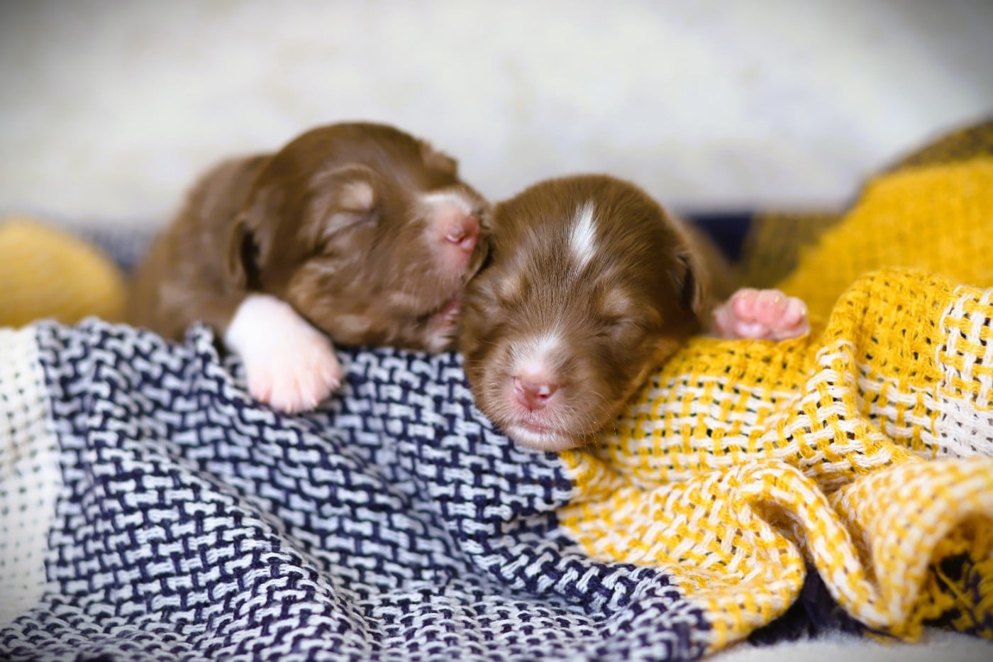 Chiot N°2