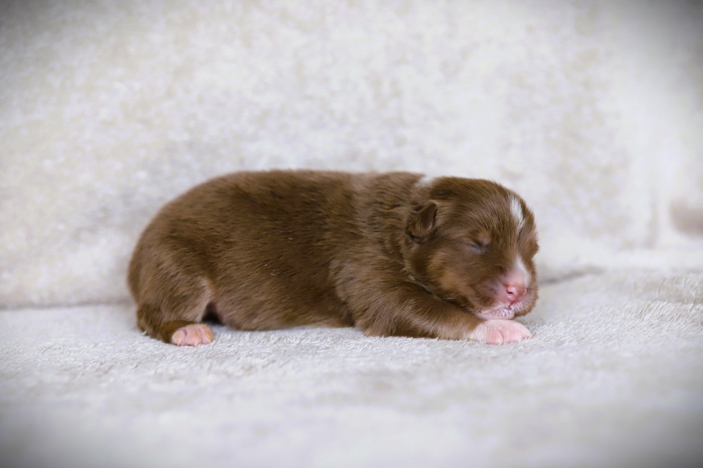 Chiot N°2