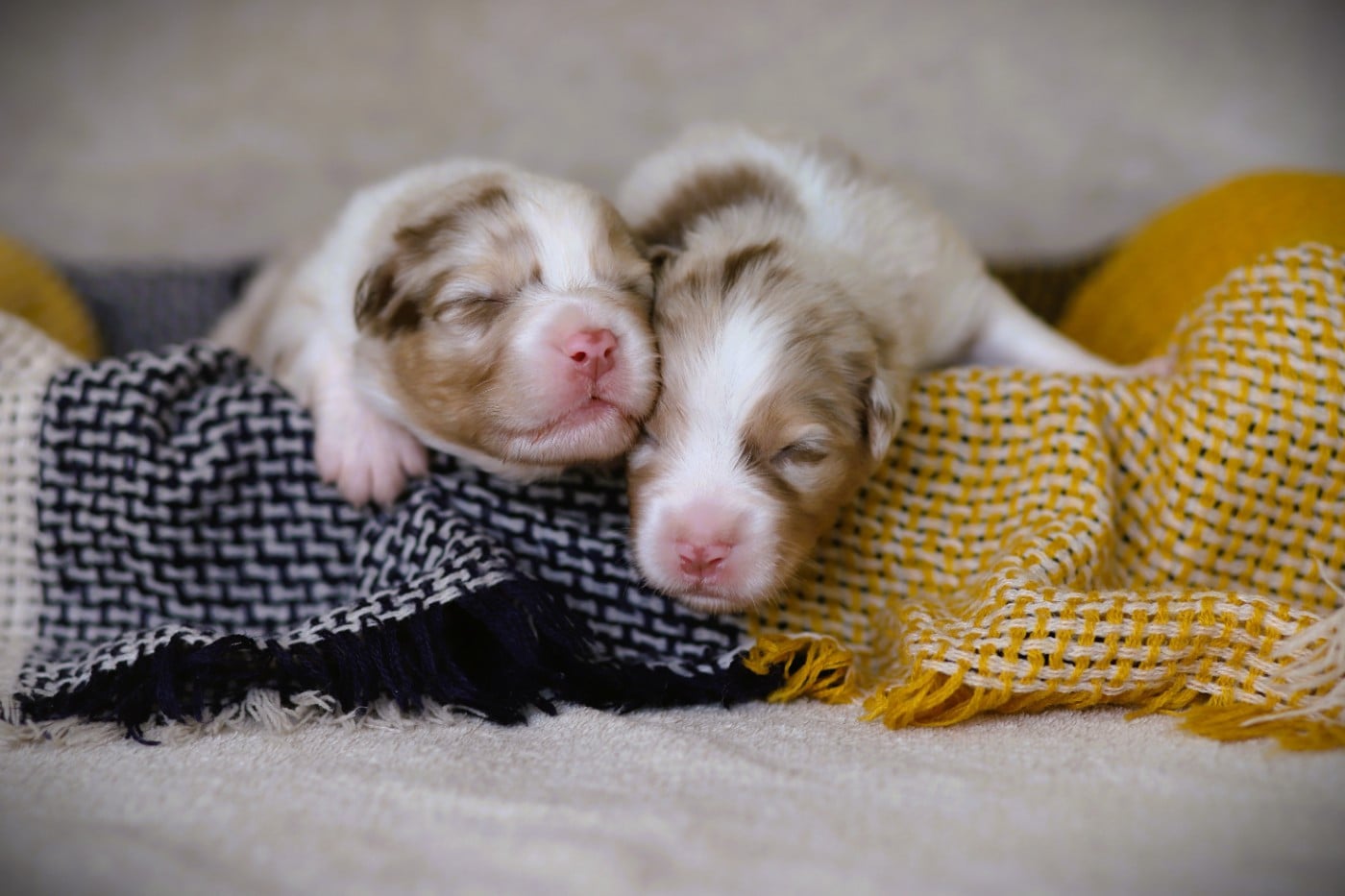 Chiot N°3