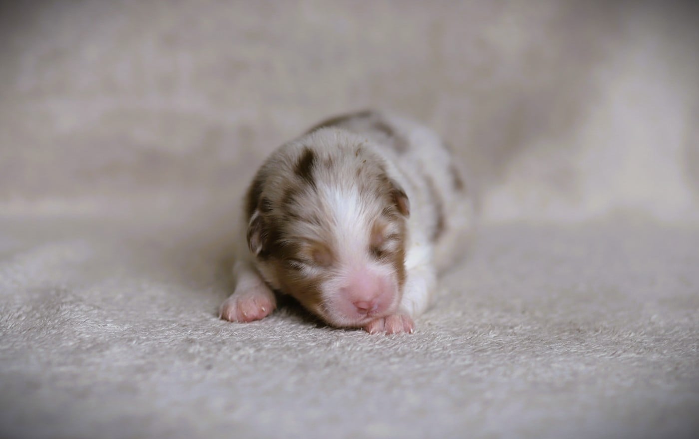 Chiot N°3