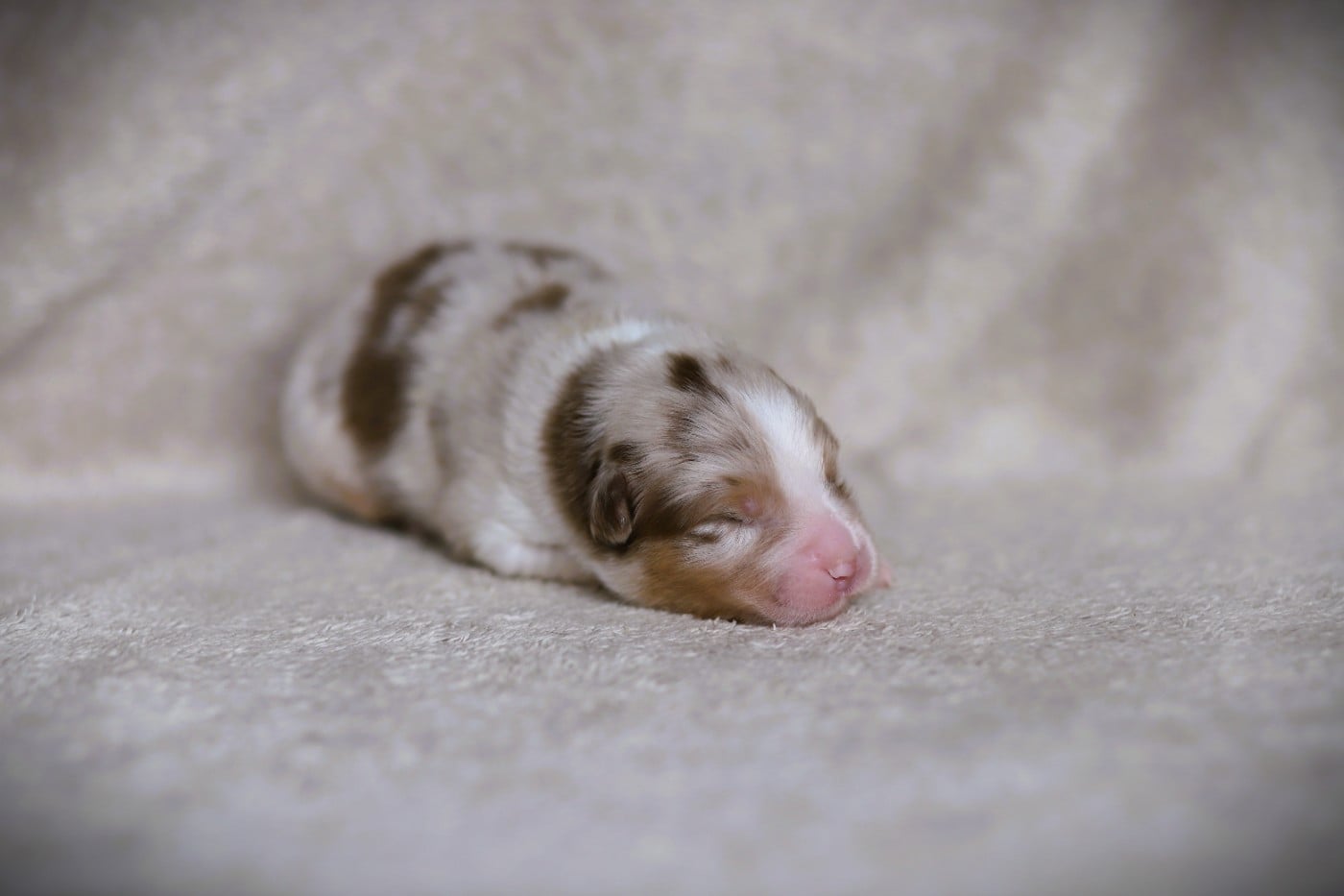 Chiot N°3