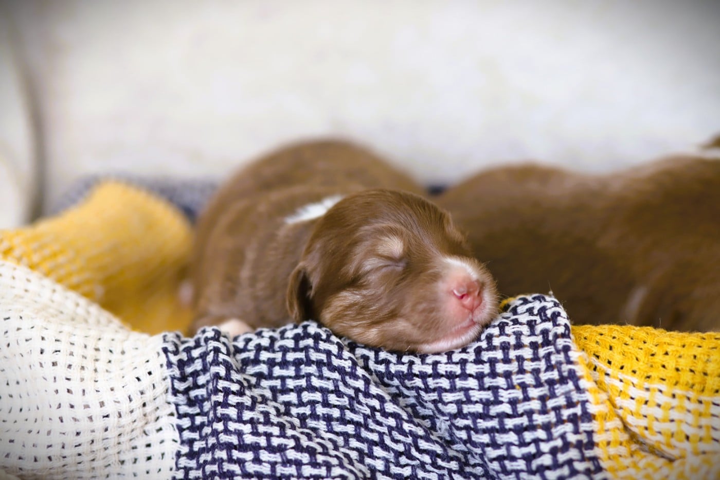 Chiot N°4