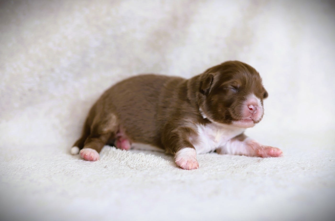 Chiot N°4