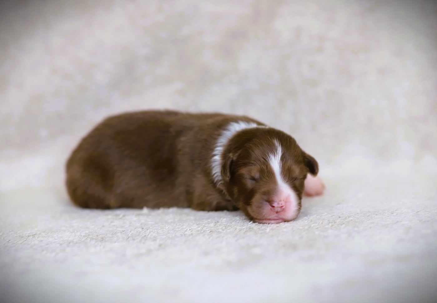 Chiot N°5
