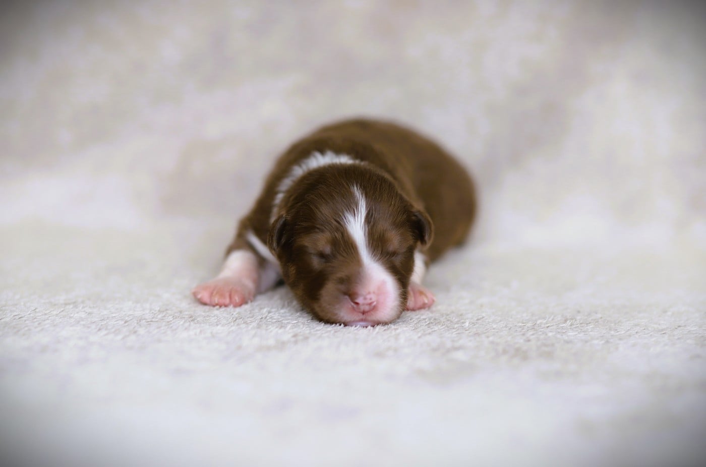 Chiot N°5