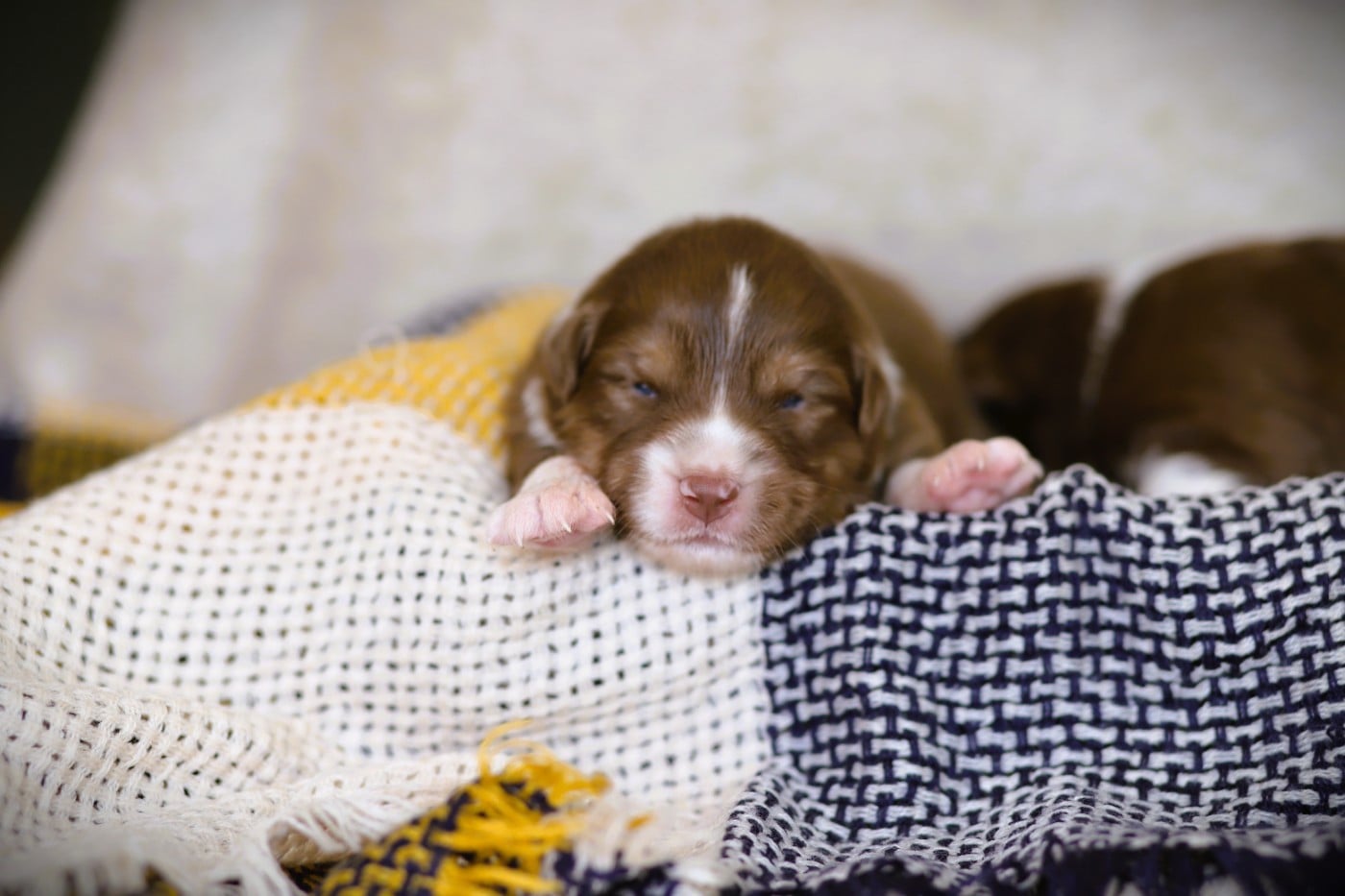 Chiot N°6