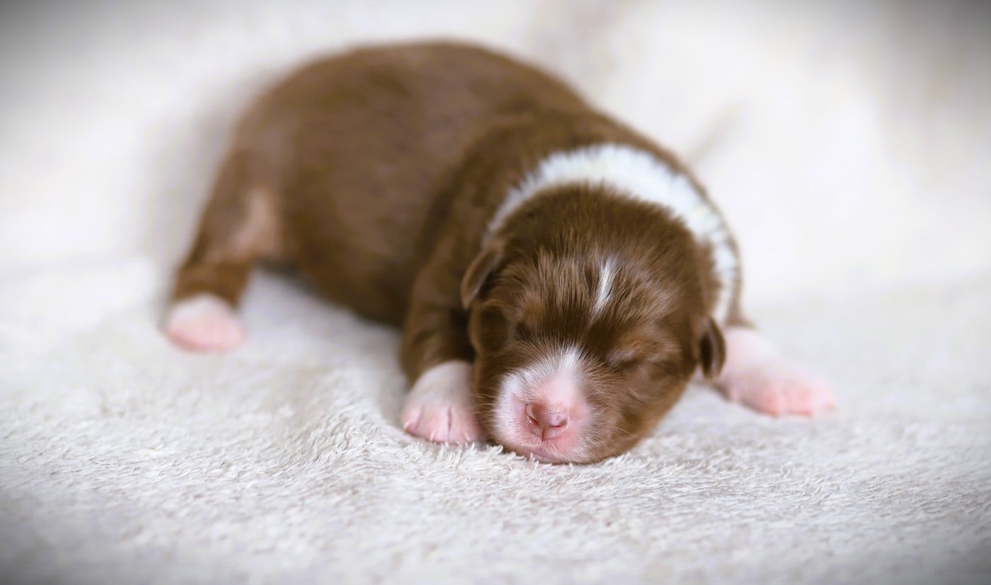 Chiot N°6
